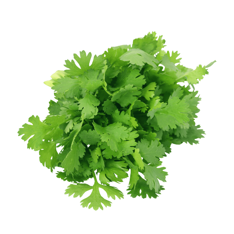 Coriander Leaves -  धनिया